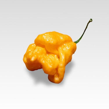 Bhut Orange Copenhagen Seeds - The Pepper Pantry (Formerly Marie Sharp's)